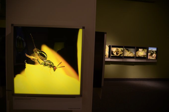Wasp_exhibition__DSC3482